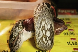 acrantophis dumerili feeding a pork heart 01