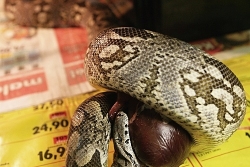 acrantophis dumerili feeding a pork heart 02