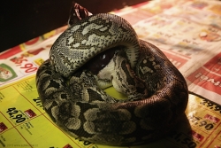 acrantophis dumerili feeding a pork heart 03