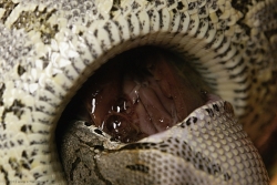 acrantophis dumerili feeding a pork heart 07