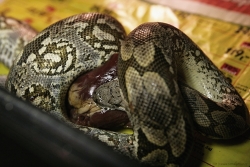 acrantophis dumerili feeding a pork heart 08