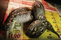 acrantophis dumerili feeding a pork heart 09