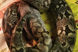 acrantophis dumerili feeding a pork heart 10