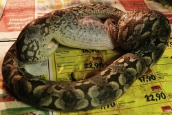 acrantophis dumerili feeding a pork heart 11