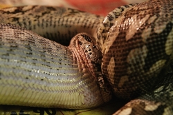 acrantophis dumerili feeding a pork heart 12