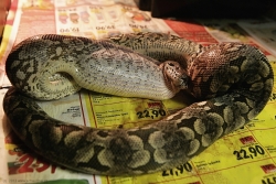 acrantophis dumerili feeding a pork heart 13