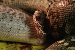 acrantophis dumerili feeding a pork heart 14