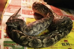 acrantophis dumerili feeding a pork heart 15