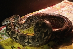 acrantophis dumerili feeding a pork heart 16